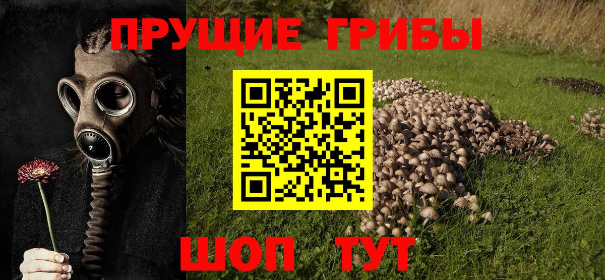 Галлюциногенные грибы GOLDEN TEACHER Апатиты